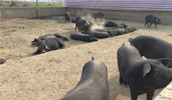 黑猪图片大全 中国十大黑猪品种是哪些 什么品种的黑猪最好