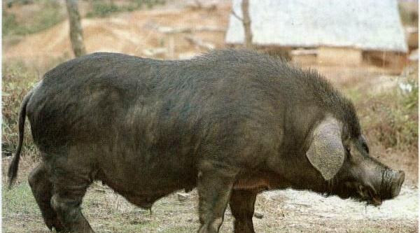 黑猪图片大全 中国十大黑猪品种是哪些 什么品种的黑猪最好