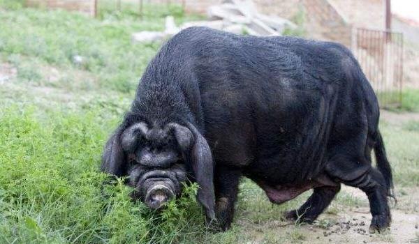 黑猪图片大全 中国十大黑猪品种是哪些 什么品种的黑猪最好