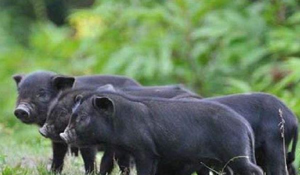 黑猪图片大全 中国十大黑猪品种是哪些 什么品种的黑猪最好