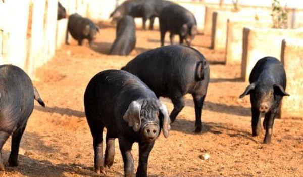 黑猪图片大全 中国十大黑猪品种是哪些 什么品种的黑猪最好