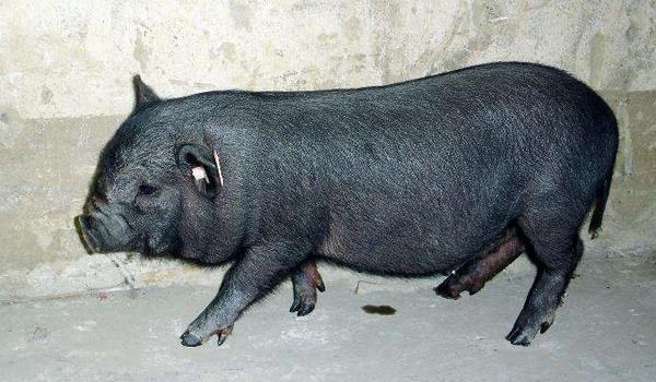 黑猪图片大全 中国十大黑猪品种是哪些 什么品种的黑猪最好