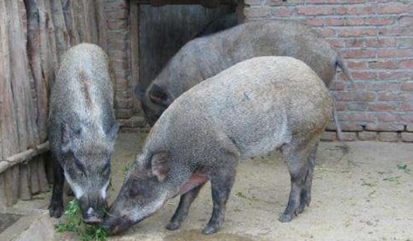 黑猪图片大全 中国十大黑猪品种是哪些 什么品种的黑猪最好