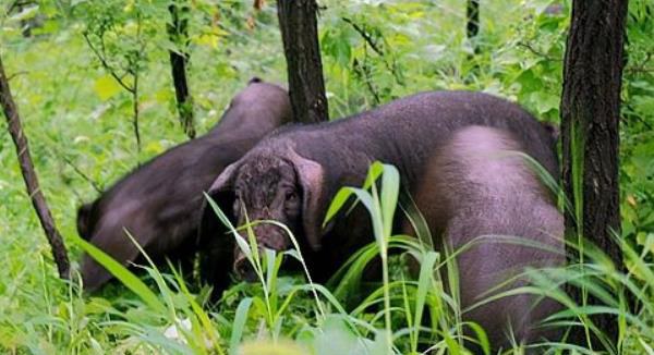 黑猪图片大全 中国十大黑猪品种是哪些 什么品种的黑猪最好