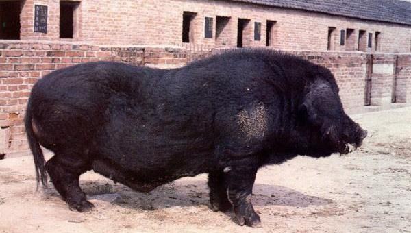 黑猪图片大全 中国十大黑猪品种是哪些 什么品种的黑猪最好