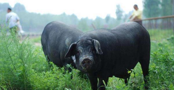 黑猪图片大全 中国十大黑猪品种是哪些 什么品种的黑猪最好