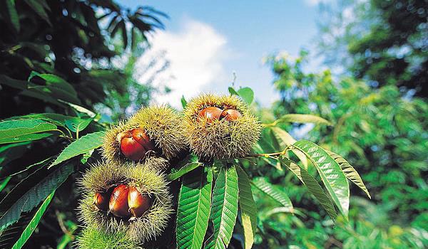 板栗种子是什么？种子外有一层硬刺 里面是我们常吃的板栗