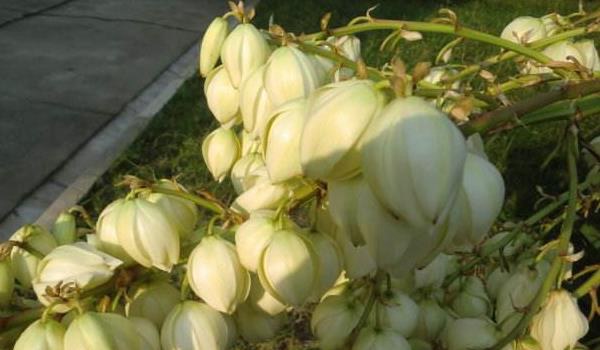 龙舌兰花怎么养 龙舌兰花养殖方法与注意事项