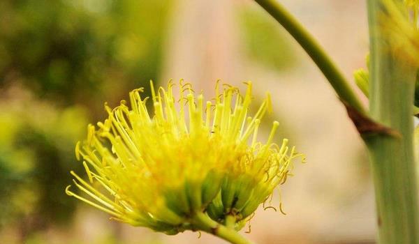 龙舌兰花怎么养 龙舌兰花养殖方法与注意事项