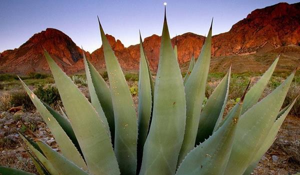 龙舌兰花怎么养 龙舌兰花养殖方法与注意事项