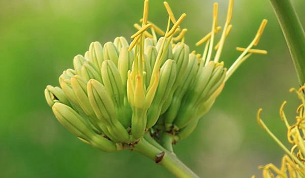 龙舌兰花怎么养 龙舌兰花养殖方法与注意事项