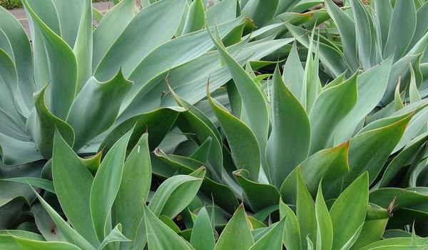 龙舌兰花怎么养 龙舌兰花养殖方法与注意事项