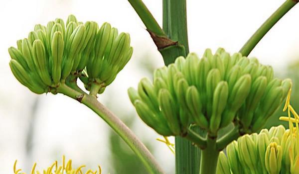 龙舌兰花怎么养 龙舌兰花养殖方法与注意事项