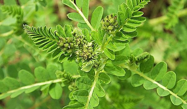 黄芪有几个生长发育阶段