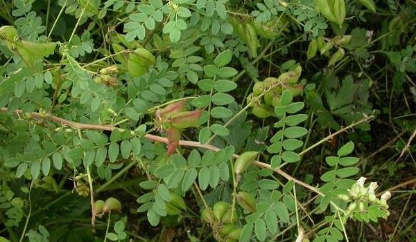 黄芪有几个生长发育阶段