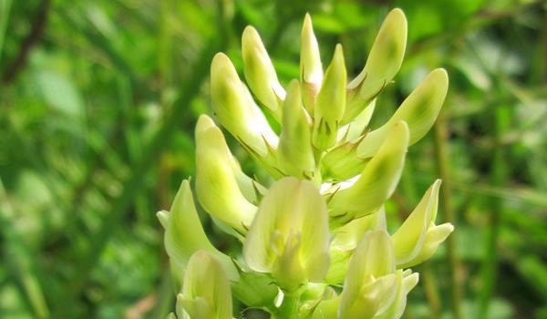 黄芪有几个生长发育阶段