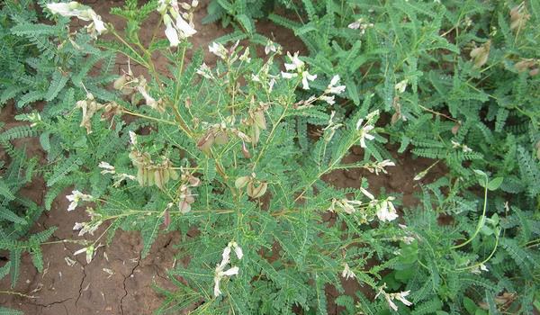 黄芪有几个生长发育阶段