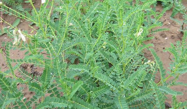 黄芪有几个生长发育阶段