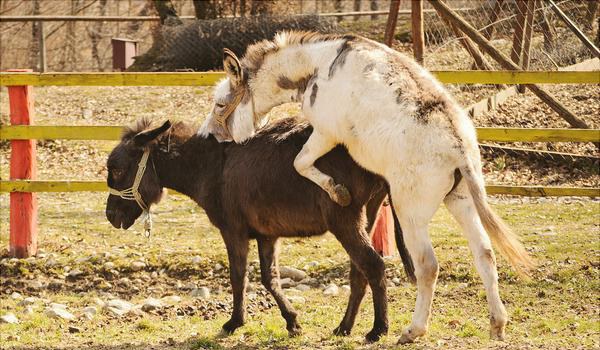 驴交配大全