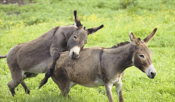 驴交配大全
