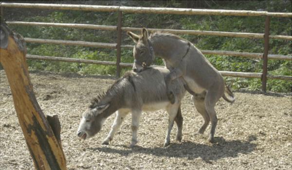 驴交配大全