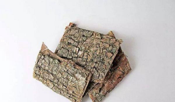 盐杜仲的功效与作用及禁忌 盐杜仲怎么炮制