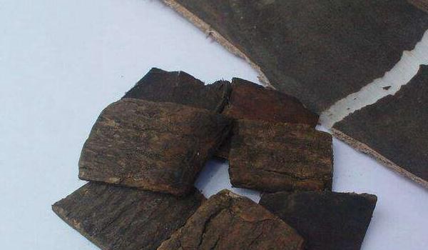 盐杜仲的功效与作用及禁忌 盐杜仲怎么炮制