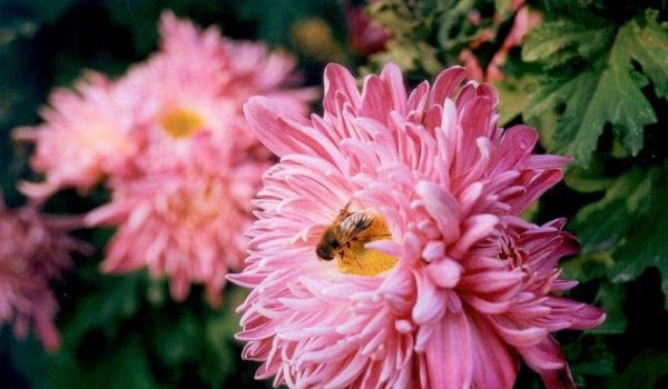 菊花怎么种 菊花种植方法与注意事项