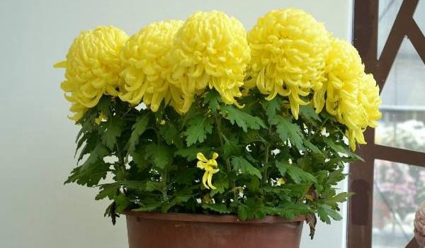 菊花怎么种 菊花种植方法与注意事项