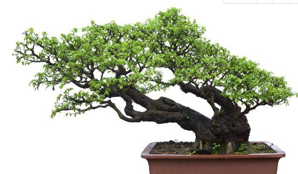 罗汉松盆景制作方法  盆栽罗汉松怎么造型好看