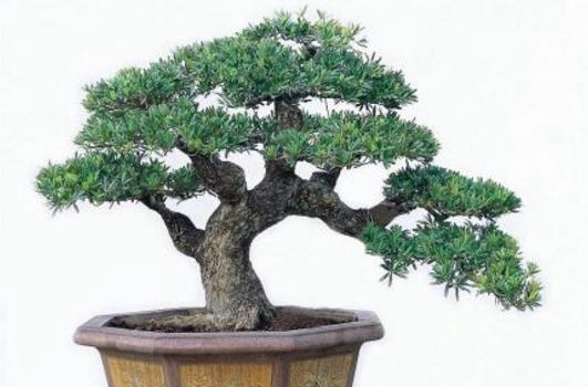 罗汉松盆景制作方法  盆栽罗汉松怎么造型好看