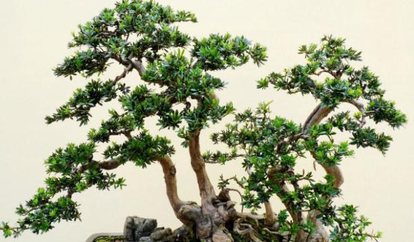 罗汉松盆景制作方法  盆栽罗汉松怎么造型好看