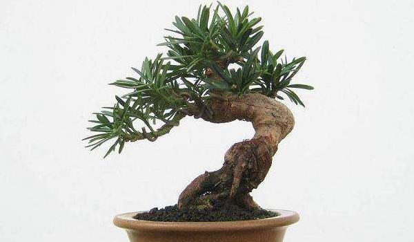 罗汉松盆景制作方法  盆栽罗汉松怎么造型好看