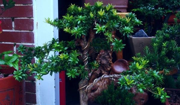 罗汉松盆景制作方法  盆栽罗汉松怎么造型好看