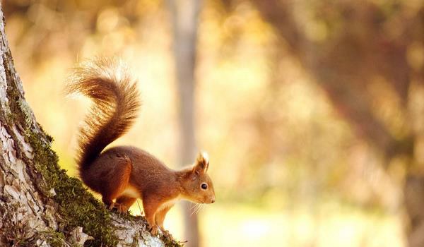 松鼠尾巴的作用 松鼠掉毛怎么回事