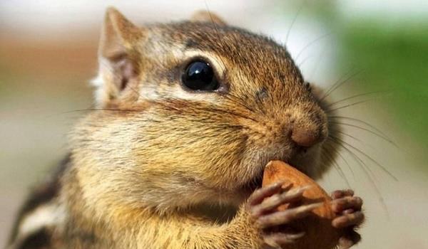松鼠尾巴的作用 松鼠掉毛怎么回事