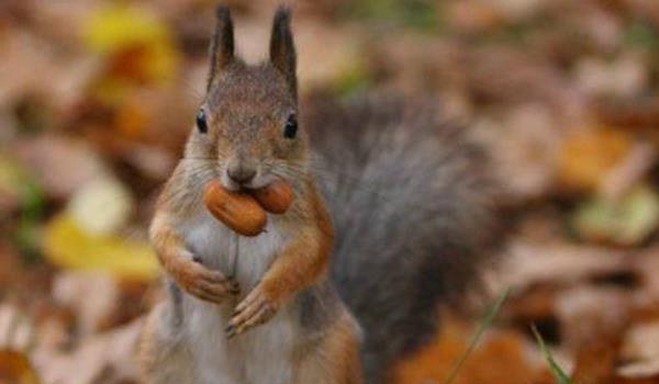 松鼠尾巴的作用 松鼠掉毛怎么回事