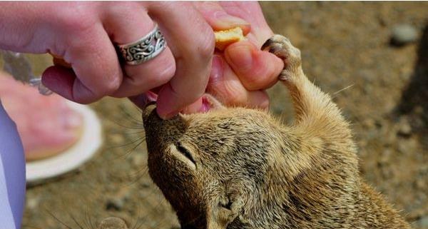 松鼠尾巴的作用 松鼠掉毛怎么回事