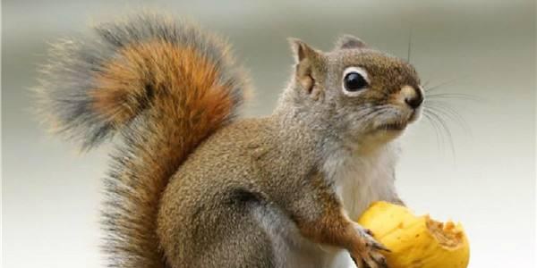 松鼠尾巴的作用 松鼠掉毛怎么回事