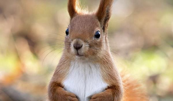 松鼠尾巴的作用 松鼠掉毛怎么回事