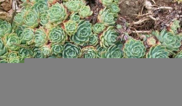 玉蝶多肉繁殖方法 玉蝶多肉掉叶叶子裂开怎么办?