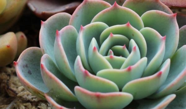 玉蝶多肉繁殖方法 玉蝶多肉掉叶叶子裂开怎么办?