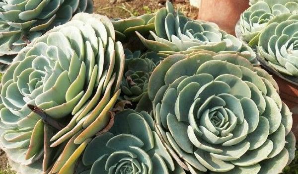 玉蝶多肉繁殖方法 玉蝶多肉掉叶叶子裂开怎么办?