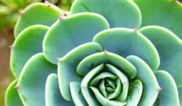 玉蝶多肉繁殖方法 玉蝶多肉掉叶叶子裂开怎么办?