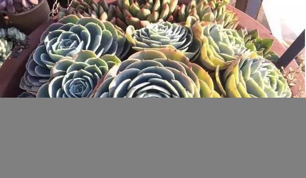 玉蝶多肉繁殖方法 玉蝶多肉掉叶叶子裂开怎么办?