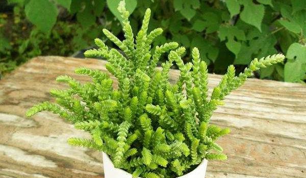 若绿多肉怎么养 若绿的养殖方法与注意事项