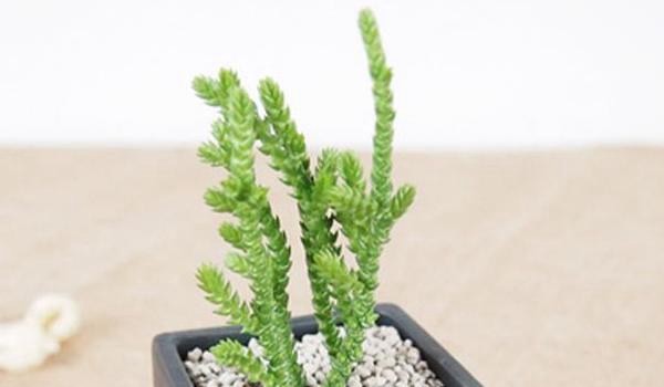 若绿多肉怎么养 若绿的养殖方法与注意事项