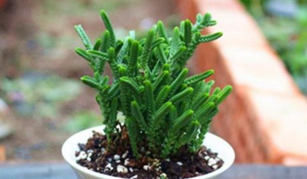 若绿多肉怎么养 若绿的养殖方法与注意事项