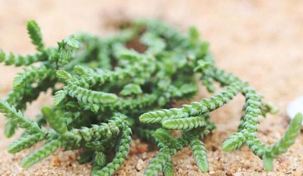 若绿多肉怎么养 若绿的养殖方法与注意事项