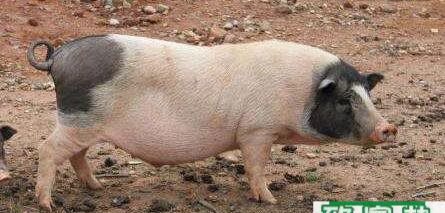 养猪新手三大忌